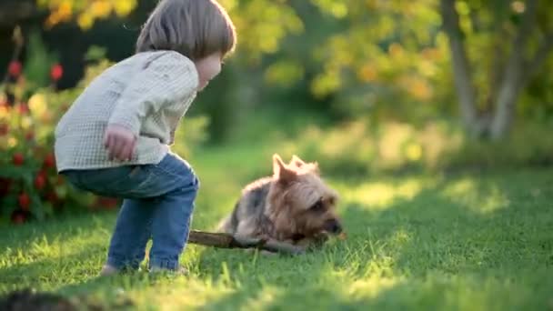 Αστείο Χαριτωμένο Μικρό Αγόρι Παίζει Την Παιδιατρική Αυστραλιανή Terrier Στην — Αρχείο Βίντεο