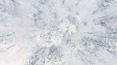 Çam ormanlarının karla kaplı, tepeden tırnağa güzel manzarası var. Rime buzu ve ağaçları kaplayan buz kütleleri. Manzaralı kış manzarası.