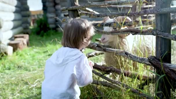 Adorable Niño Que Divierte Alimentando Ovejas Pequeño Zoológico Aire Libre — Vídeos de Stock