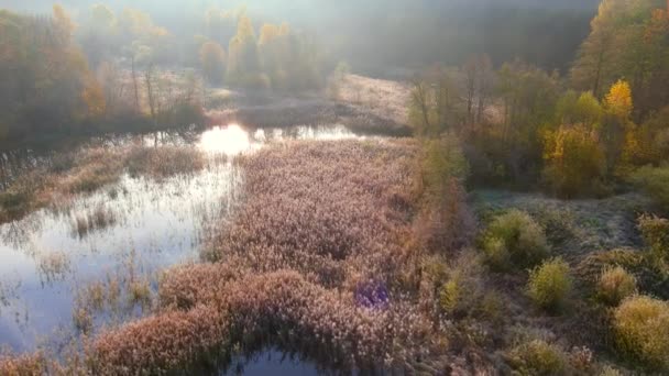 Luchtfoto Vroege Koude Zonnige Herfst Ochtend Uitzicht Bomen Het Meer — Stockvideo