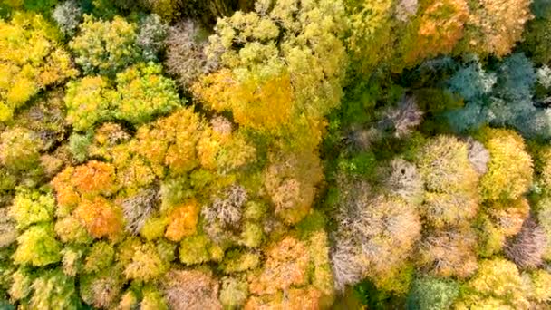 Повітряний Вид Зверху Вниз Осіннього Лісу Зеленими Жовтими Деревами Яскравий — стокове відео