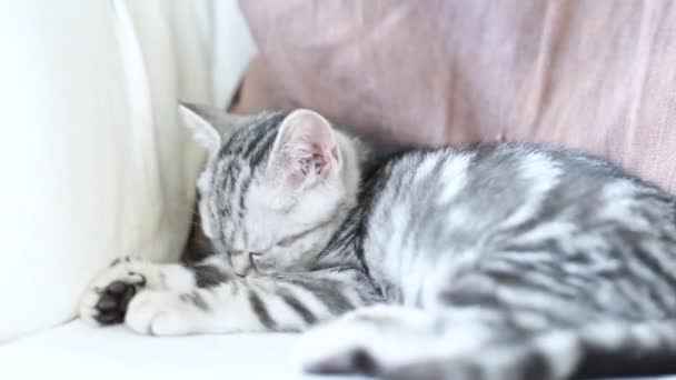 英国矮小的银色胖胖的小猫 在客厅的沙发上休息 一只幼小的家猫待在家里的特写镜头 — 图库视频影像