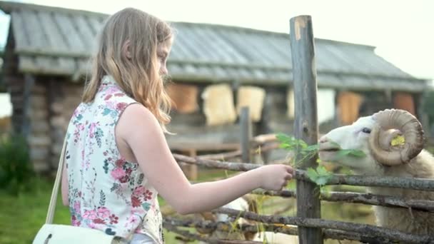 Αξιολάτρευτο Έφηβο Κορίτσι Που Διασκεδάζει Ταΐζοντας Πρόβατα Ένα Μικρό Ζωολογικό — Αρχείο Βίντεο