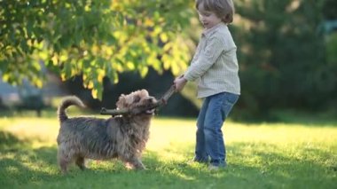 Güneşli yaz bahçesinde ya da bahçede soylu Avustralyalı teriyerle oynayan komik şirin çocuk. Açık hava yaz portresi: Mavi ve samur teni safkan Avustralya teriyeri köpek evcil hayvanı.