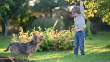 Güneşli yaz bahçesinde ya da bahçede soylu Avustralyalı teriyerle oynayan komik şirin çocuk. Açık hava portresi, mavi ve samur bronz tenli Avustralya teriyeri köpek evcil hayvanı. Yavaş çekim.