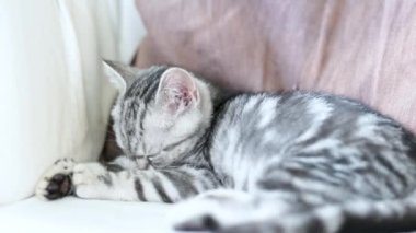 İngiliz gümüşi tekir kedisi oturma odasındaki kanepede dinleniyor. Genç bir evcil kedinin evde vakit geçirdiği yakın çekim görüntüleri..
