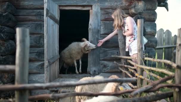 Urocza Nastolatka Bawiąca Się Karmieniem Owiec Małym Zoo Świeżym Powietrzu — Wideo stockowe