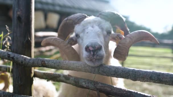羊圈里的羊成年绵羊或公羊从栅栏后面窥视的特写慢镜头 畜牧业动物 — 图库视频影像