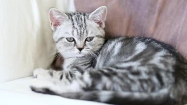 İngiliz gümüşi tekir kedisi oturma odasındaki kanepede dinleniyor. Genç bir evcil kedinin evde vakit geçirdiği yakın çekim görüntüleri..