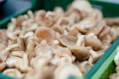 Litvanya, Vilnius 'taki çiftçi pazarında taze istiridye mantarları satılıyor.