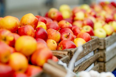 Litvanya 'nın Vilnius kentindeki yıllık bahar festivalinde çiftçilere satılan tahta kasalarda taze kırmızı ve sarı elmalar.