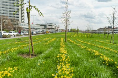 VILNIUS, LITHUANIA - 10 Nisan 2023: güzel sarı nergis ve mavi scillalar bahar günü çiçek açıyor. Vilnius, Litvanya 'da Narcissi ve ağaç çığlıkları çiçek açıyor.