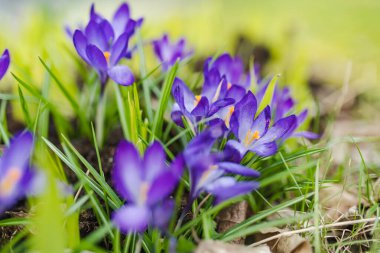 Parkta çiçek açan çiçek. Bahar manzarası. Doğada güzellik