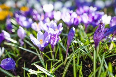 Parkta çiçek açan çiçek. Bahar manzarası. Doğada güzellik