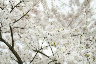 İlkbaharda açan güzel kiraz ağacı. Doğada güzellik. Açık havada güneşli bir bahar gününde kiraz dalları.