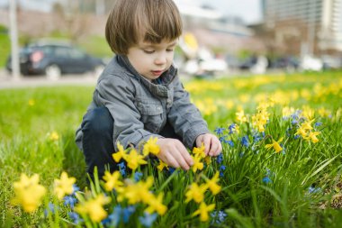 Şirin çocuk, bahar günü çiçek açan sarı nergisler arasında eğleniyor. Vilnius, Litvanya 'da Narcissi çiçek açıyor.