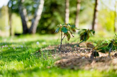 Genç rhododendron açelya çiçeği çalısı süs bahçesine ekilmiş. Peyzaj tasarımı konsepti. Çocuk odası satışı..