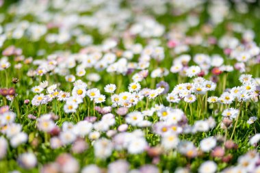 Baharda yeşil çimlerin üzerinde çiçek açan beyaz ve pembe papatyalarla dolu güzel bir çayır. Papatya. Bellis perennis.