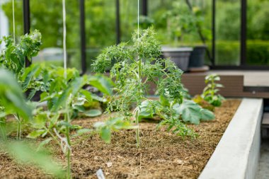 Bahar günü serada domates yetiştirmek. Çiftlikte kendi meyve ve sebzelerini yetiştiriyorlar. Bahçıvanlık ve kendi kendine yeten yaşam tarzı.
