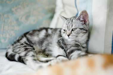 İngiliz gümüşi tekir kedisi oturma odasındaki kanepede dinleniyor. Genç evcil kedi evde vakit geçiriyor..