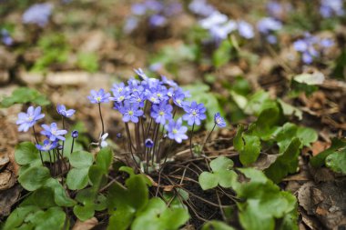 Erken baharda çiçek açması mantarı çiçek orman içinde. Doğada Güzellik.