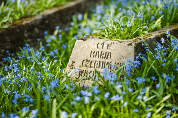 ヴィリニュス リトアニア April 2023 4月にバーナディーン墓地で晴れた日に咲く青いスカイラのシリカの春の花 リトアニアのヴィリニュスで最も古い3つの墓地の1つ — ストック写真