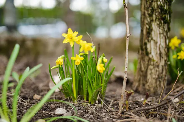 春天的艳阳天 美丽而明亮的黄色水仙花在花园里绽放 水仙花在自然界中盛开 — 图库照片