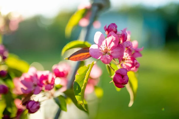 Krásná Stará Jabloňová Zahrada Kvetoucí Slunečného Jarního Dne Krása Přírodě — Stock fotografie