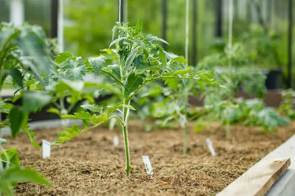 Cultivando Plantas Tomate Uma Estufa Dia Primavera Cultivando Próprias Frutas — Fotografia de Stock