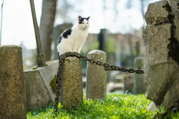 Slavná Černobílá Kočka Sedící Náhrobku Slunečného Dne Bernardinském Hřbitově Jeden — Stock fotografie