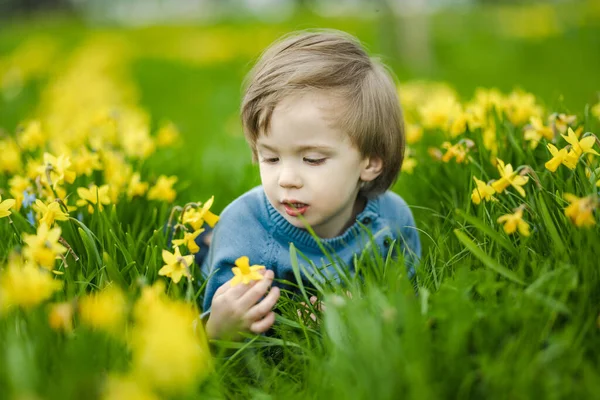 Menino Bonito Criança Que Diverte Entre Linhas Belos Narcisos Amarelos — Fotografia de Stock