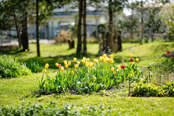 Bahar Bahçesindeki Çiçek Tarhında Renkli Laleler Yetişir Güzel Bahar Doğası — Stok fotoğraf