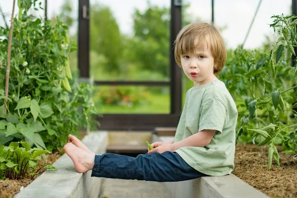 晴れた夏の日に温室で楽しんでいるかわいい幼児の少年 毎日の雑用を手伝っている子供 子供のための園芸活動 — ストック写真