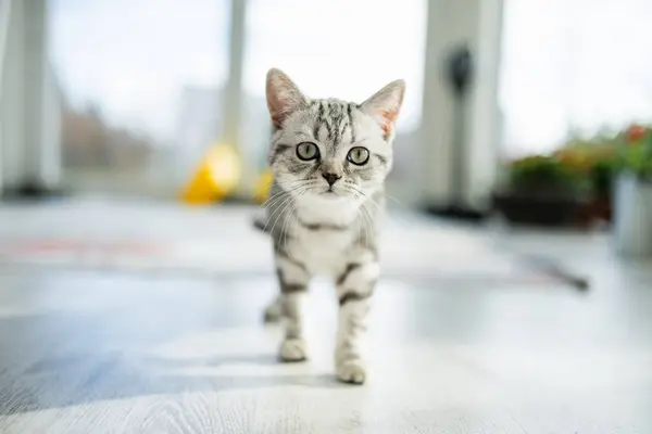 Brytyjski Krótkowzroczny Srebrny Kotek Salonie Młodzieńczy Kot Domowy Spędza Czas — Zdjęcie stockowe