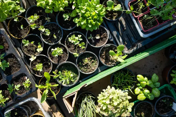 Pots Plastique Avec Divers Plants Légumes Plantation Jeunes Semis Jour — Photo