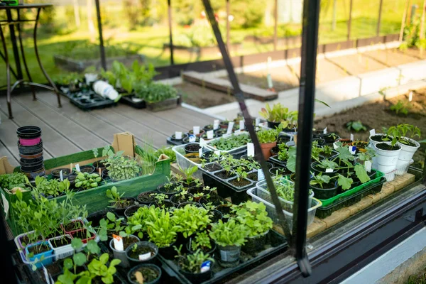 Pots Plastique Avec Divers Plants Légumes Plantation Jeunes Semis Jour — Photo