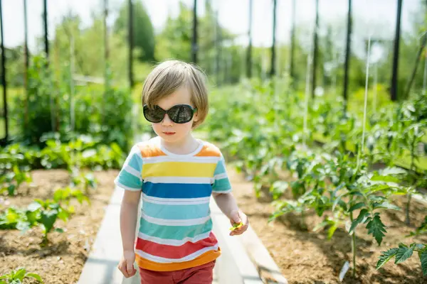Słodki Chłopczyk Bawiący Się Szklarni Słoneczny Letni Dzień Dziecko Pomaga — Zdjęcie stockowe