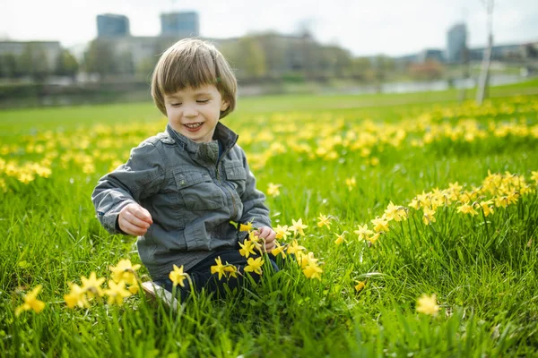 春の日に咲く美しい黄色いオフィスの列の間で楽しんでいるかわいい幼児の少年 リトアニアのヴィリニュスに咲くナルシシ — ストック写真