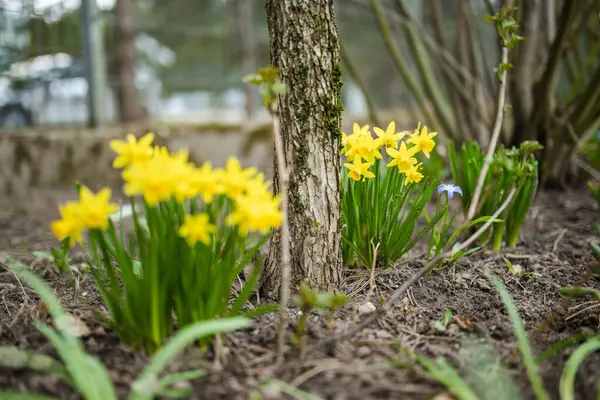 Prachtige Felgele Narcis Bloemen Bloeien Een Tuin Zonnige Lentedag Narcissen — Stockfoto