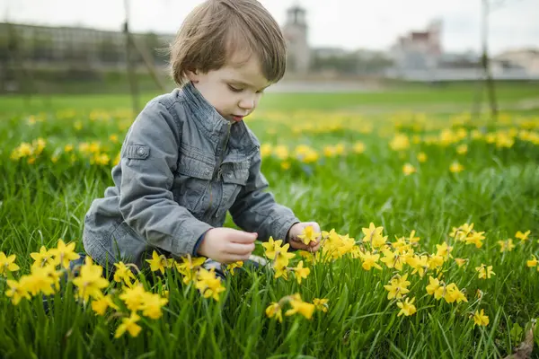可爱的蹒跚学步的男孩在一排排美丽的黄色水仙花在春日绽放 Narcissi在立陶宛维尔纽斯盛开 — 图库照片