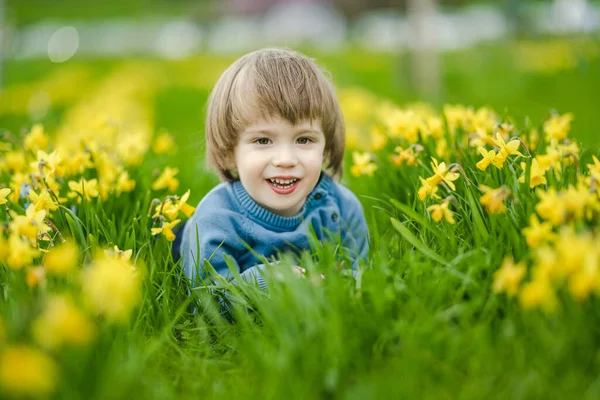 Милый Малыш Веселится Между Рядами Красивых Желтых Нарциссов Цветущих Весенний — стоковое фото