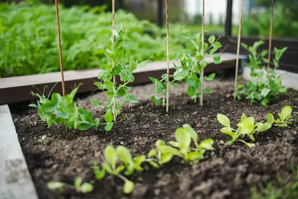 Yaz Mevsiminde Bezelye Yetiştiriyorum Çiftlikte Kendi Otlarını Sebzelerini Yetiştiriyorlar Bahçıvanlık — Stok fotoğraf