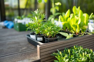 Çeşitli sebze fidanlarıyla plastik kaplar. Bahar gününde taze fidanlar ekiyorsun. Çiftlikte kendi meyve ve sebzelerini yetiştiriyorlar. Bahçıvanlık ve kendi kendine yeten yaşam tarzı.