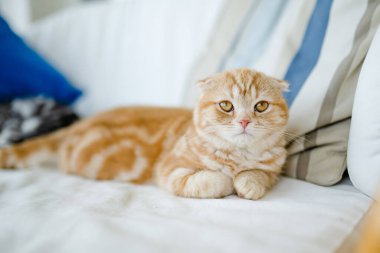 Kırmızı İskoç kedi yavrusu oturma odasındaki kanepede dinleniyor. Genç evcil kedi evde vakit geçiriyor..