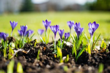 Parkta çiçek açan çiçek. Bahar manzarası. Doğada güzellik