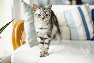 İngiliz gümüşi tekir kedisi oturma odasındaki kanepede dinleniyor. Genç evcil kedi evde vakit geçiriyor..