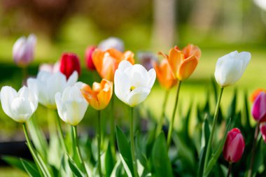 Bahar bahçesindeki çiçek tarhında renkli laleler yetişir. Güzel bahar doğası.