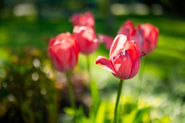 Bahar bahçesindeki çiçek tarhında kırmızı laleler yetişir. Güzel bahar doğası.