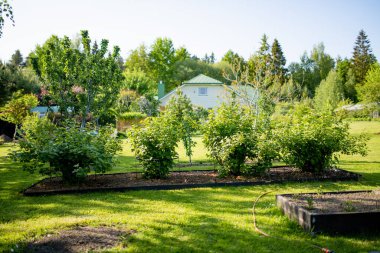 Ağaçlarla dolu güzel yeşil bir bahçe, dekoratif bitkiler ve arka planda büyük beyaz bir ev ile çiçek açan çiçekler. Arka bahçede güzel bir yaz günü.
