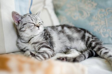 İngiliz gümüşi tekir kedisi oturma odasındaki kanepede dinleniyor. Genç evcil kedi evde vakit geçiriyor..